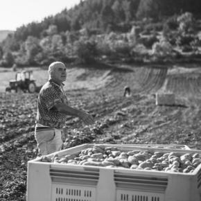 campagne-com-pc-2014-artigues-pomme-de-terre-credit-ludovic-charles-29