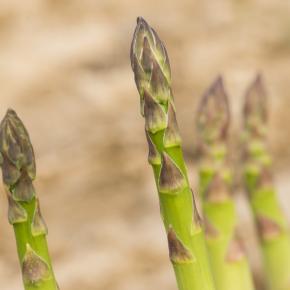 Asperges Pays Cathare