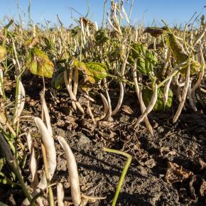 haricots-lingot-legumineuses-plants-matures
