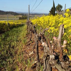 DOMAINE PUJOL G