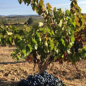 DOMAINE PUJOL E