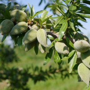 TERRE D'AMANDES