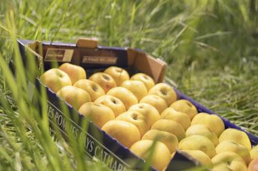 pommes pays cathare