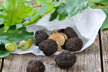 TRUFFE BLANCHE 