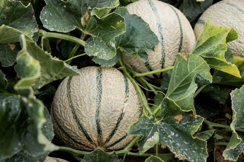 Fête du melon Pezens - Carcassonne Agglo 2025
