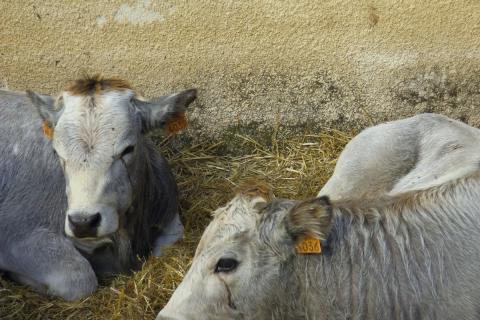 FOIRE ESPEZEL