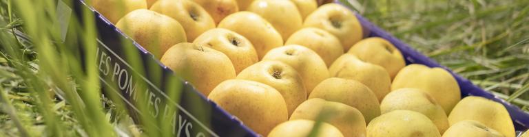 pommes pays cathare