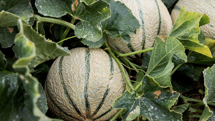 Fête du melon Pezens - Carcassonne Agglo 2025
