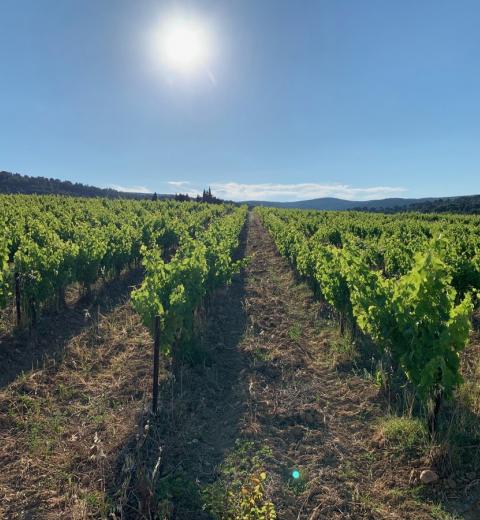 CHATEAU FABRE CORDON 