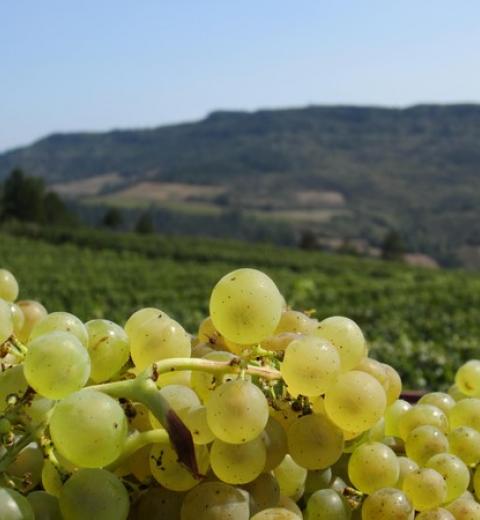 DOMAINE ST JACQUES