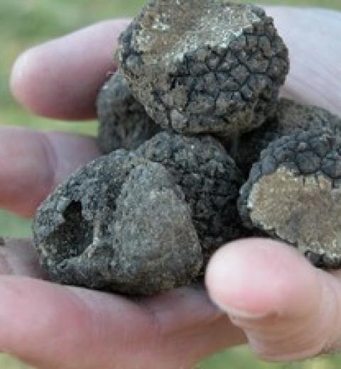 MARCHE AUX TRUFFES