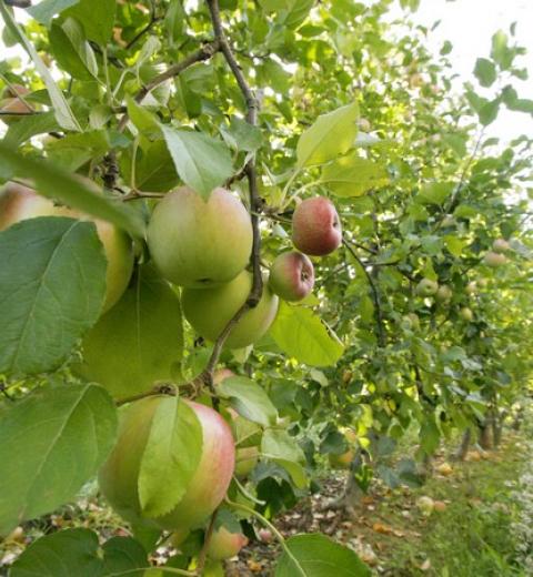 POMME DU PC