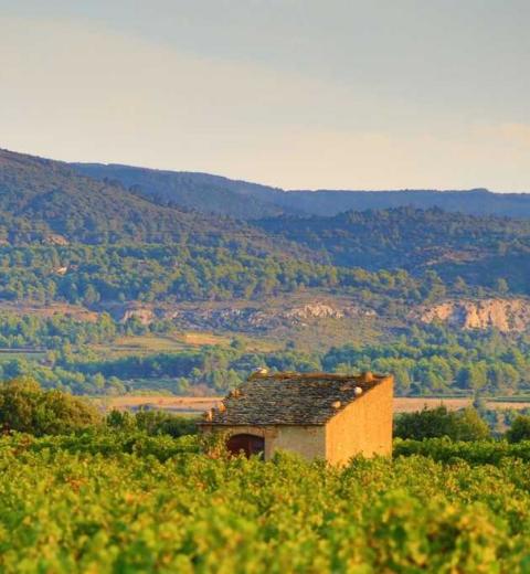 TOUR SAINT MARTIN VIGNES