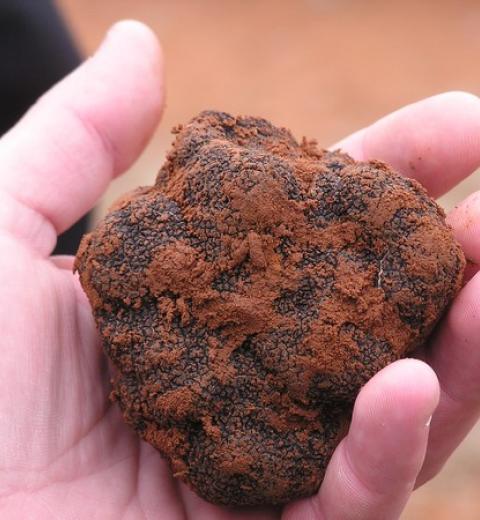 TRUFFE PC