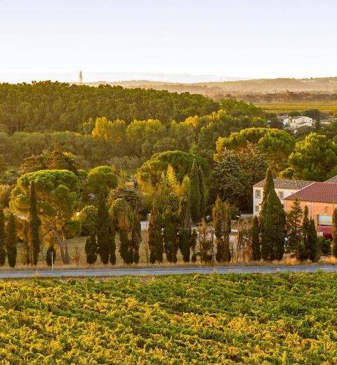 DOMAINE DE L'HERBE SAINTE