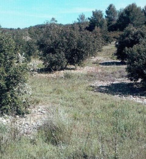 image LEQUENNE