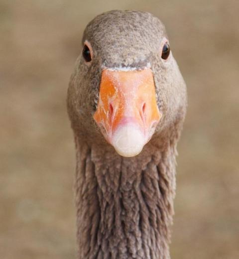 canard
