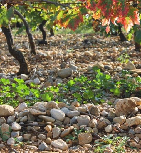 DOMAINE LA BOUYSSE