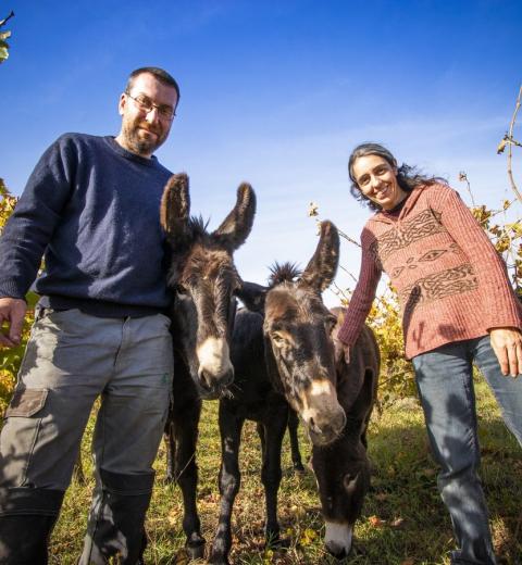 ribaute-2020-10-domaine-les-cascades-vigne-ane-incendie-by-c-deschamps-adt-aude