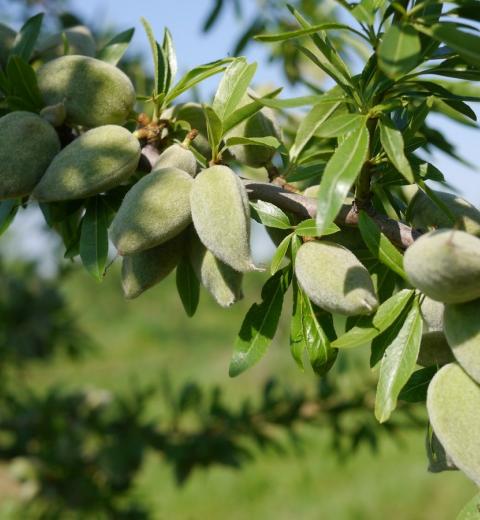 TERRE D'AMANDES